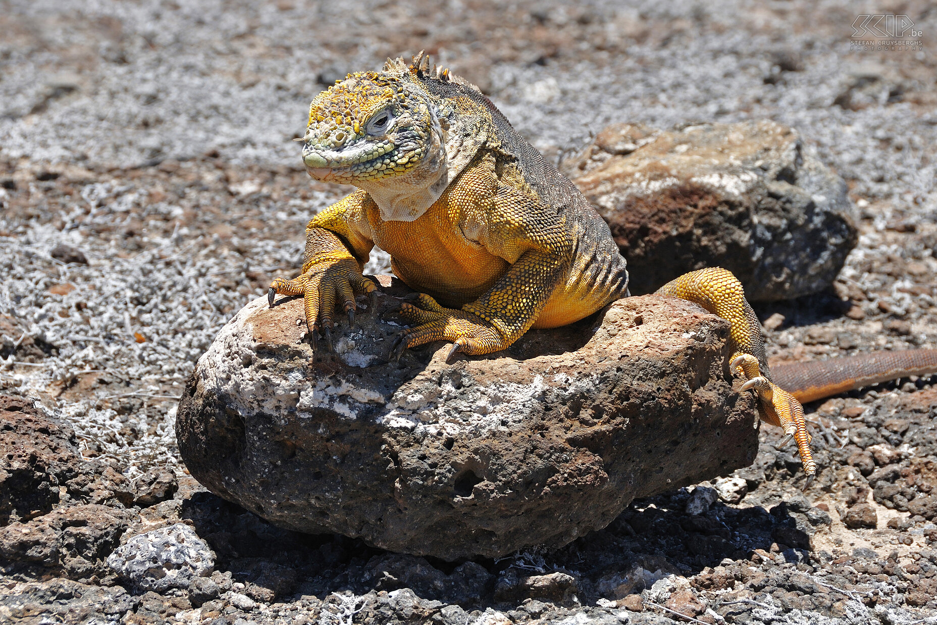 Galapagos - South Plaza - Land iguana The yellow-grey land iguanas (conolophus subcristatus) can only be found on about 3 islands. Stefan Cruysberghs